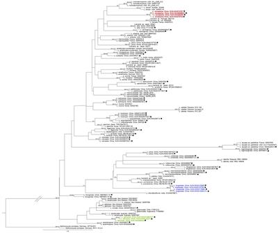 Three new species of Laccaria (Agaricales, Basidiomycota) from Southwest China (Yunnan) based on morphological and multi-gene sequence data